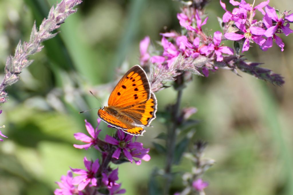 Lycaena dispar